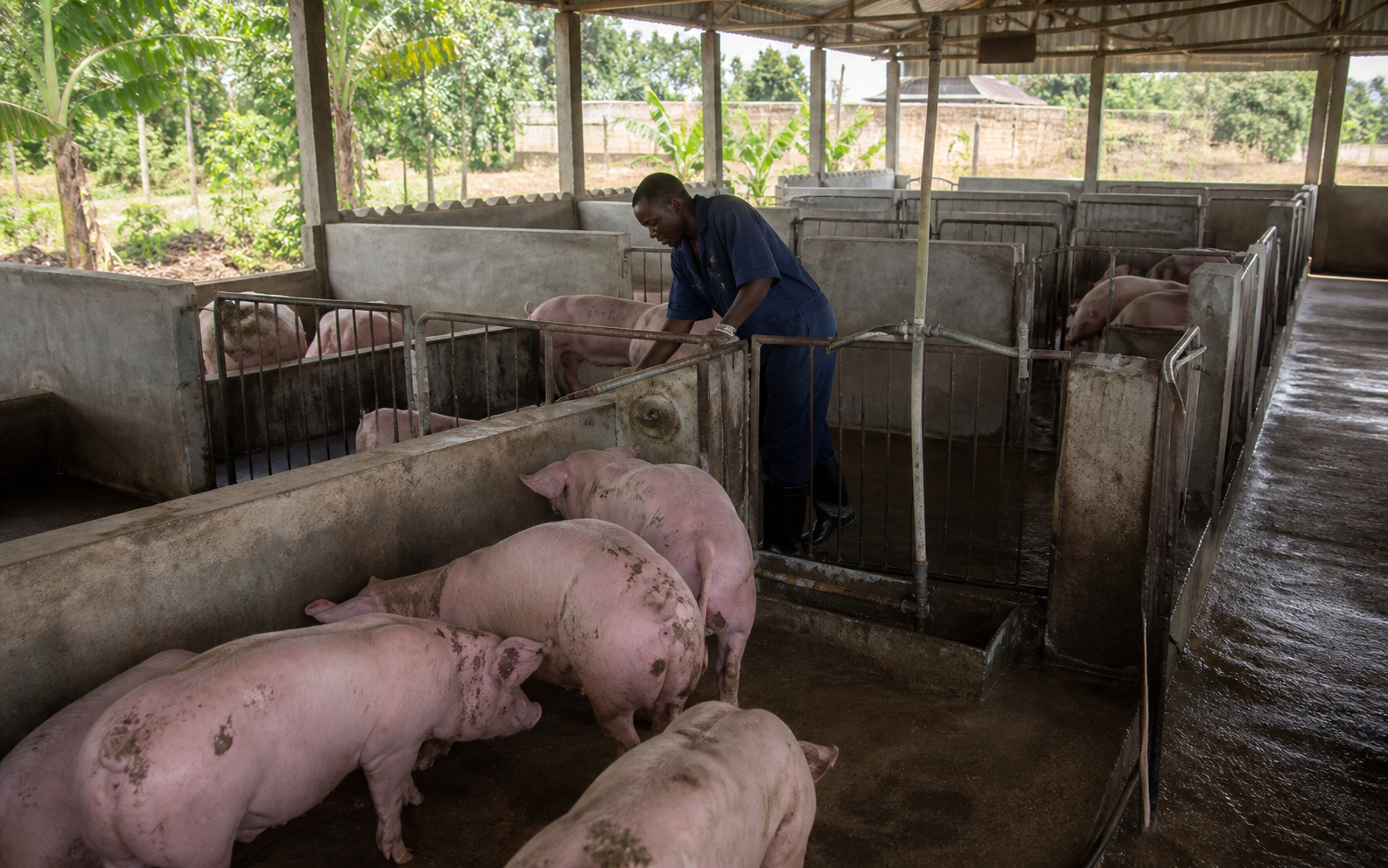 pig farming piggery Ghana Africa, modern livestock facility, clean and professional